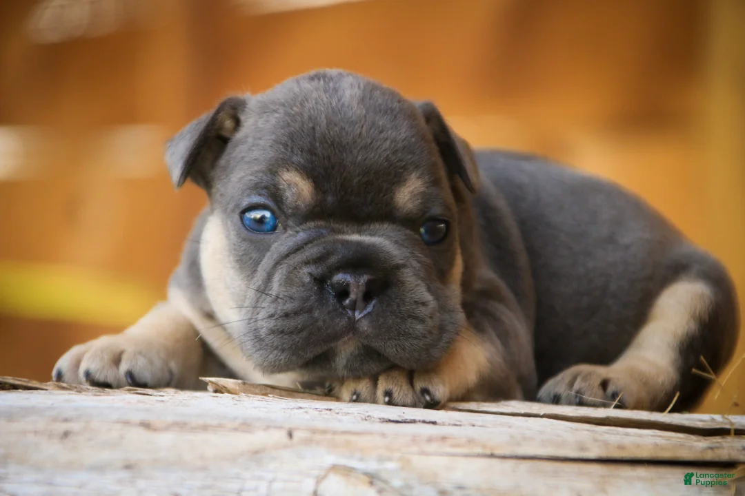 French Bulldog dogs for sale: Gunner French Bulldog  - Ad 1