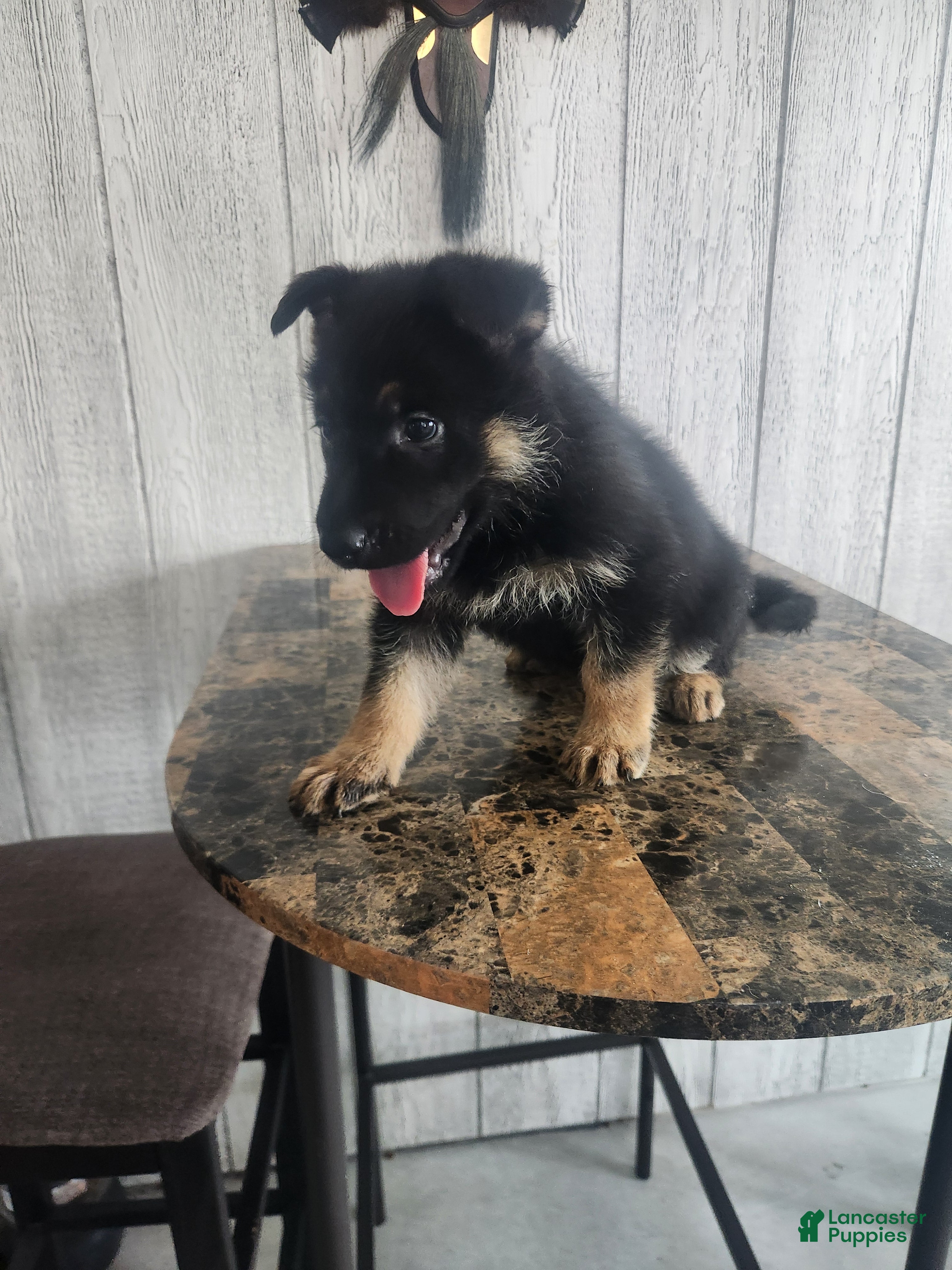 German Shepherd dogs Bella - Ad 2