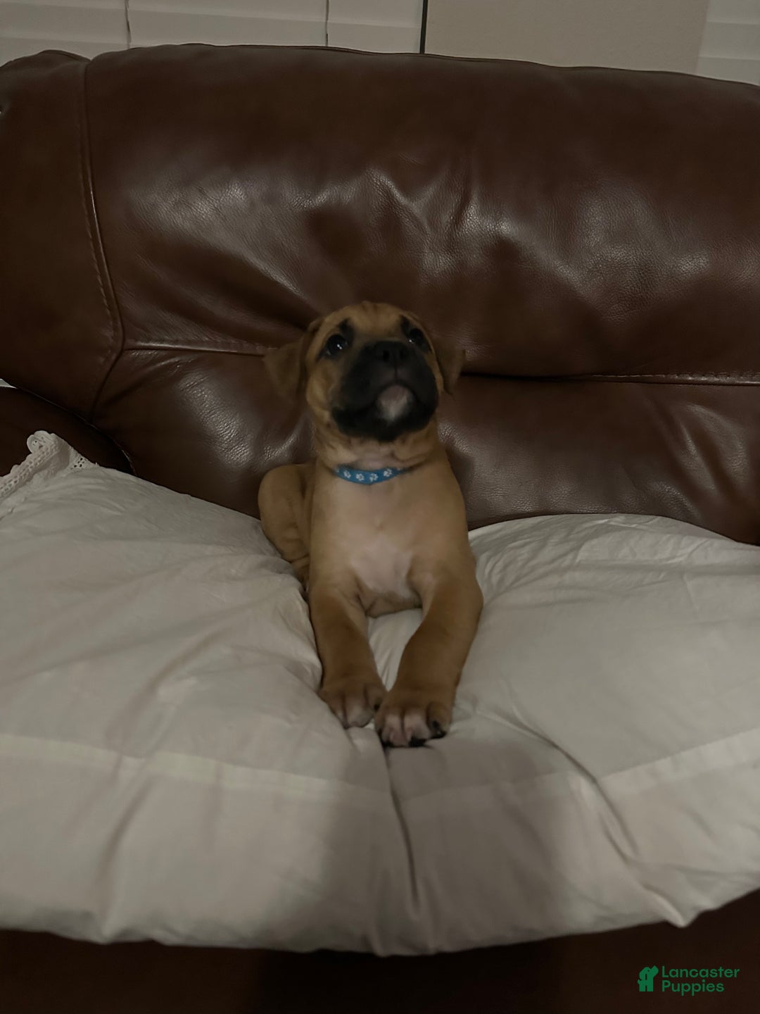 Mixed Breed dogs for sale: Junior  - Ad 5