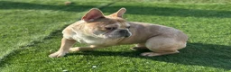 French Bulldog dogs for stud: King Midas (King) - Stud - Ad 9