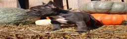 Mixed Breed dogs for sale: Shelly - Ad 9