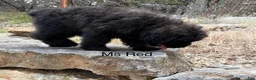 Bouvier Des Flandres dogs for sale: Ms Red - Ad 6