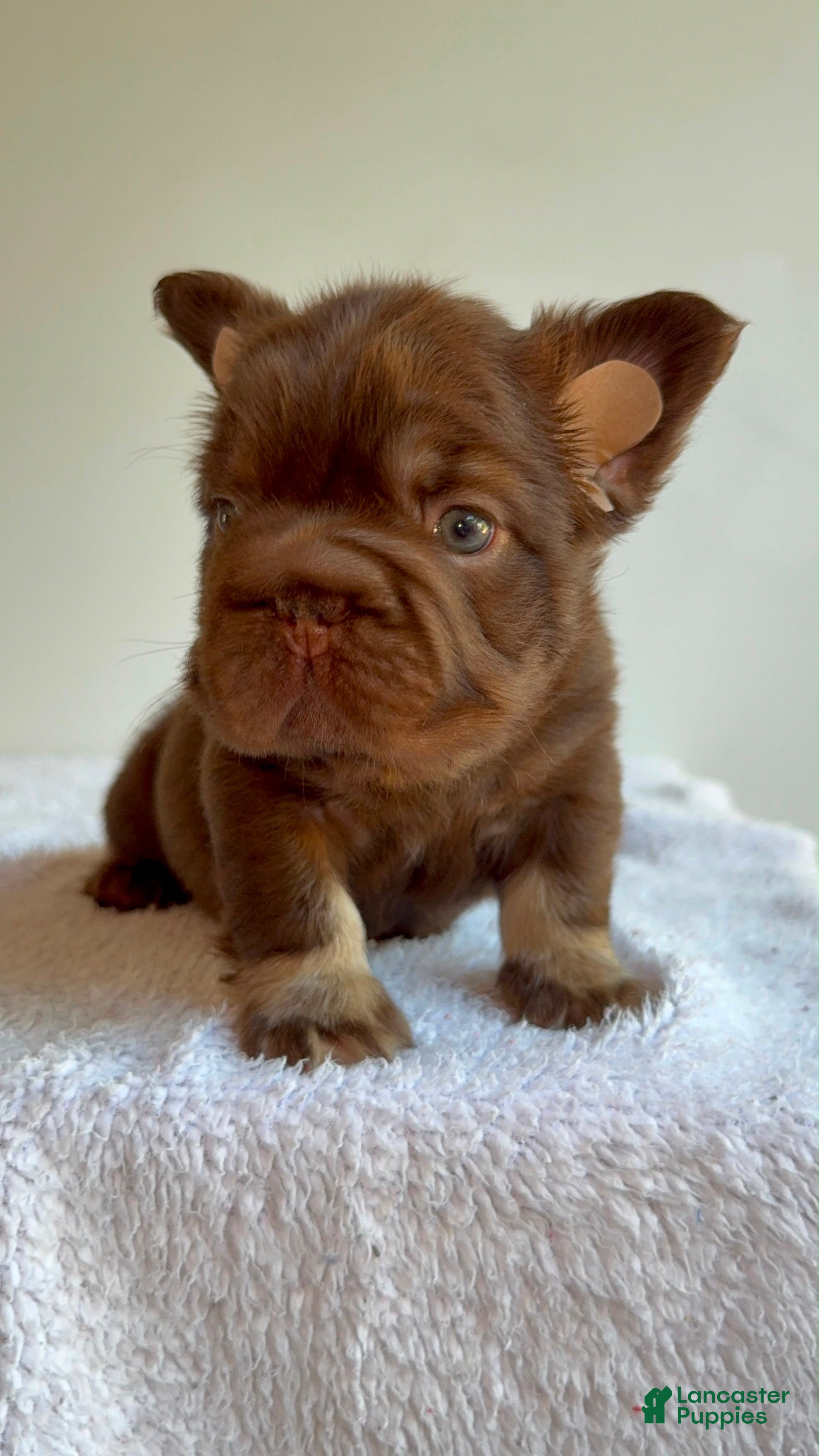French Bulldog dogs Smokey the Bear - Ad 2