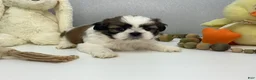 Shih Tzu dogs for sale: Jack - Ad 5
