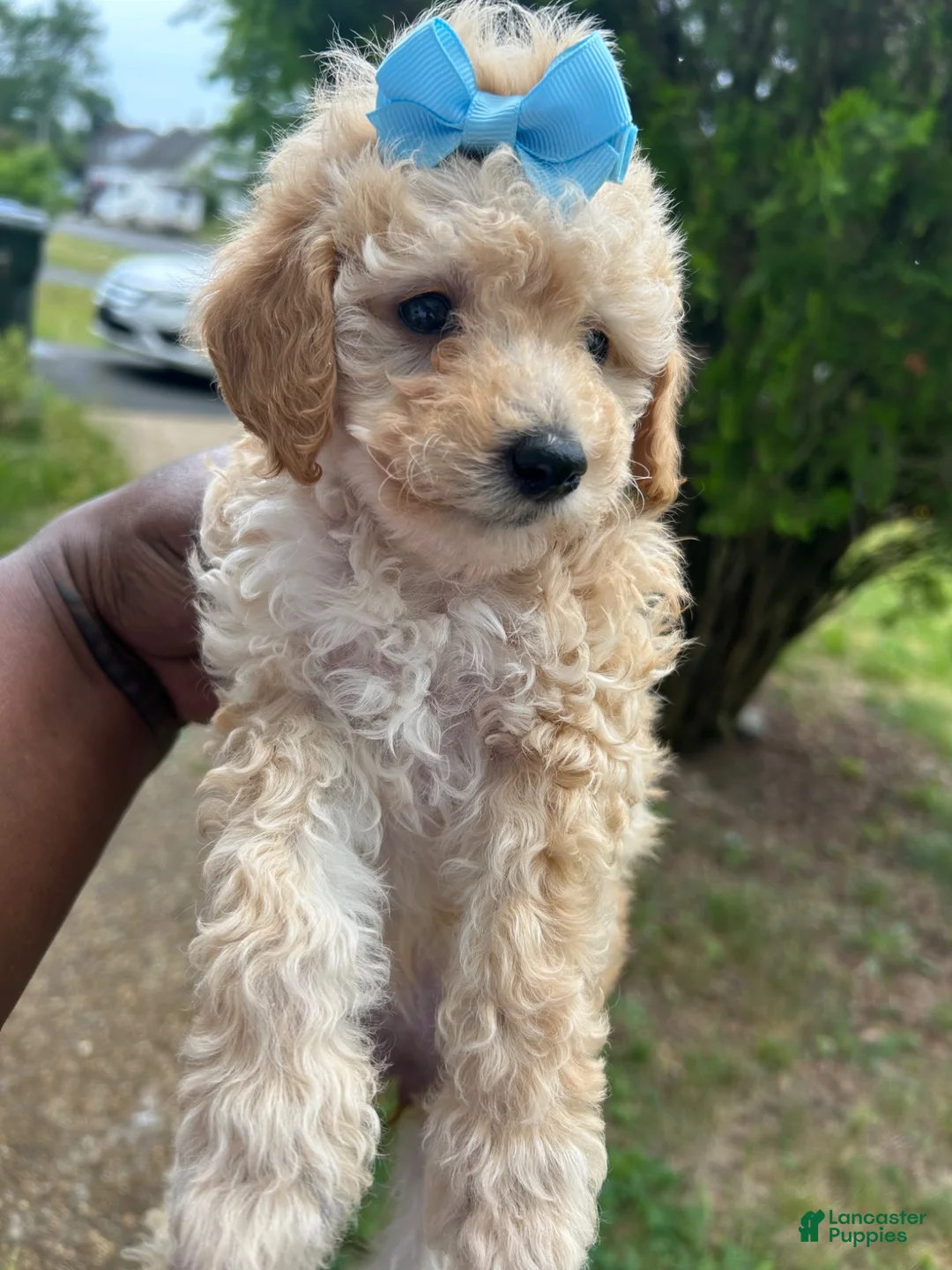 Toy Poodle dogs for sale: Toy Poodle 3 - Ad 15