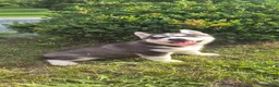 Siberian Husky dogs for sale: Spencer - Ad 8