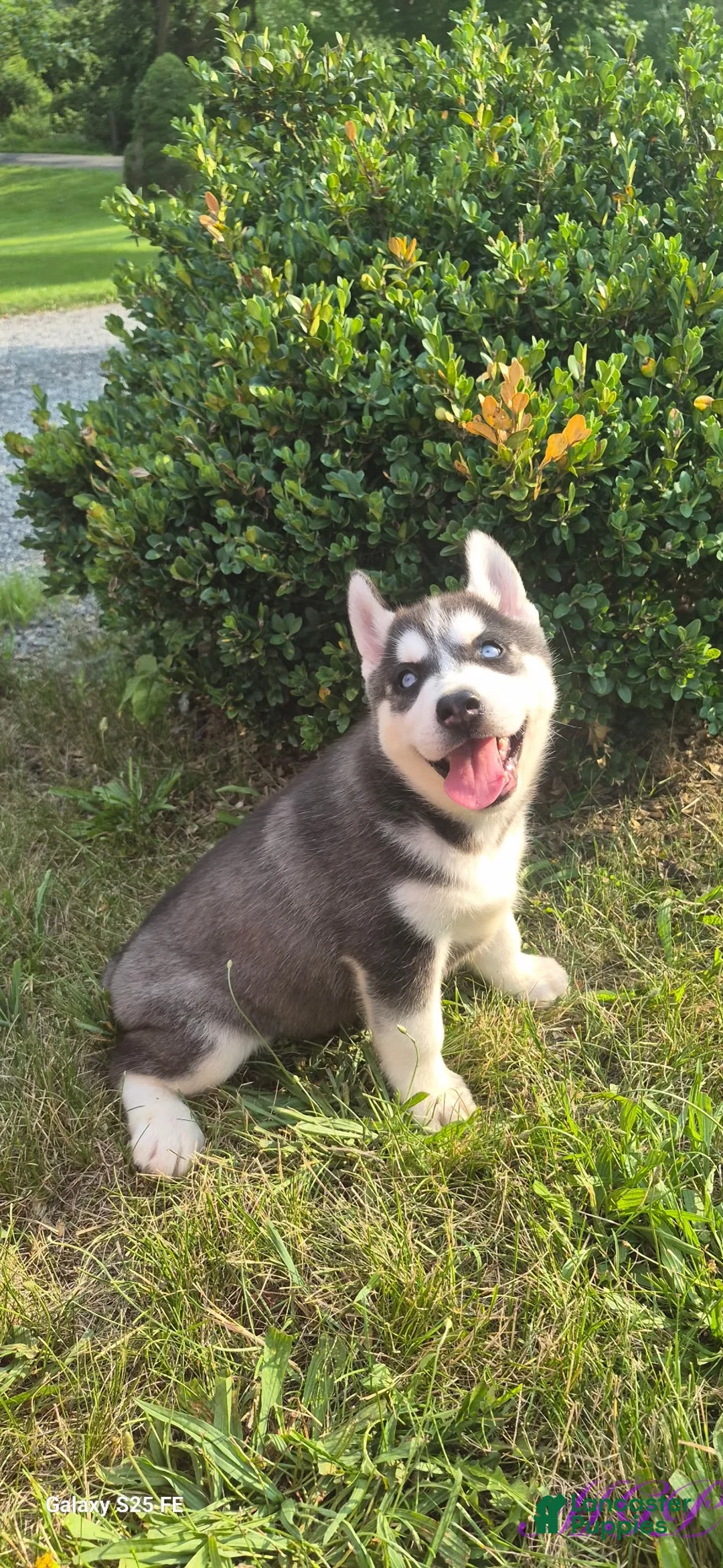 Siberian Husky dogs for sale: Spencer - Ad 8