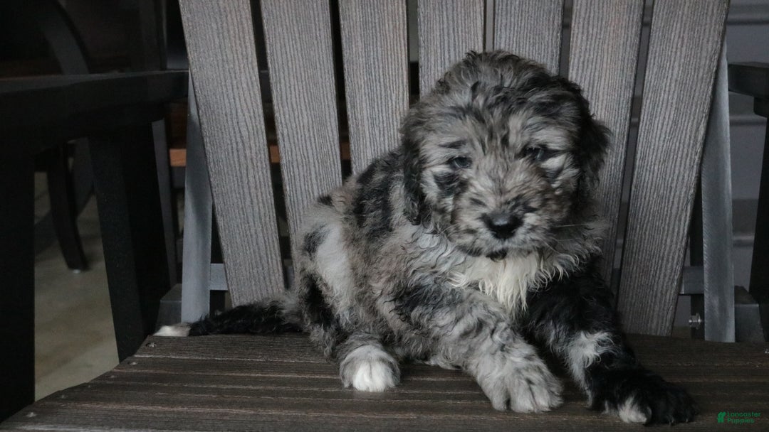 Newfypoo dogs for sale: Rain - Ad 4