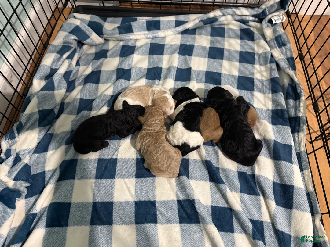 Goldendoodle dogs for sale: Goldendoodle Puppy 5 - Ad 1