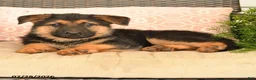 German Shepherd dogs for sale: Scarlet - Ad 3