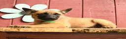 Belgian Malinois dogs for sale: Princess - Ad 4