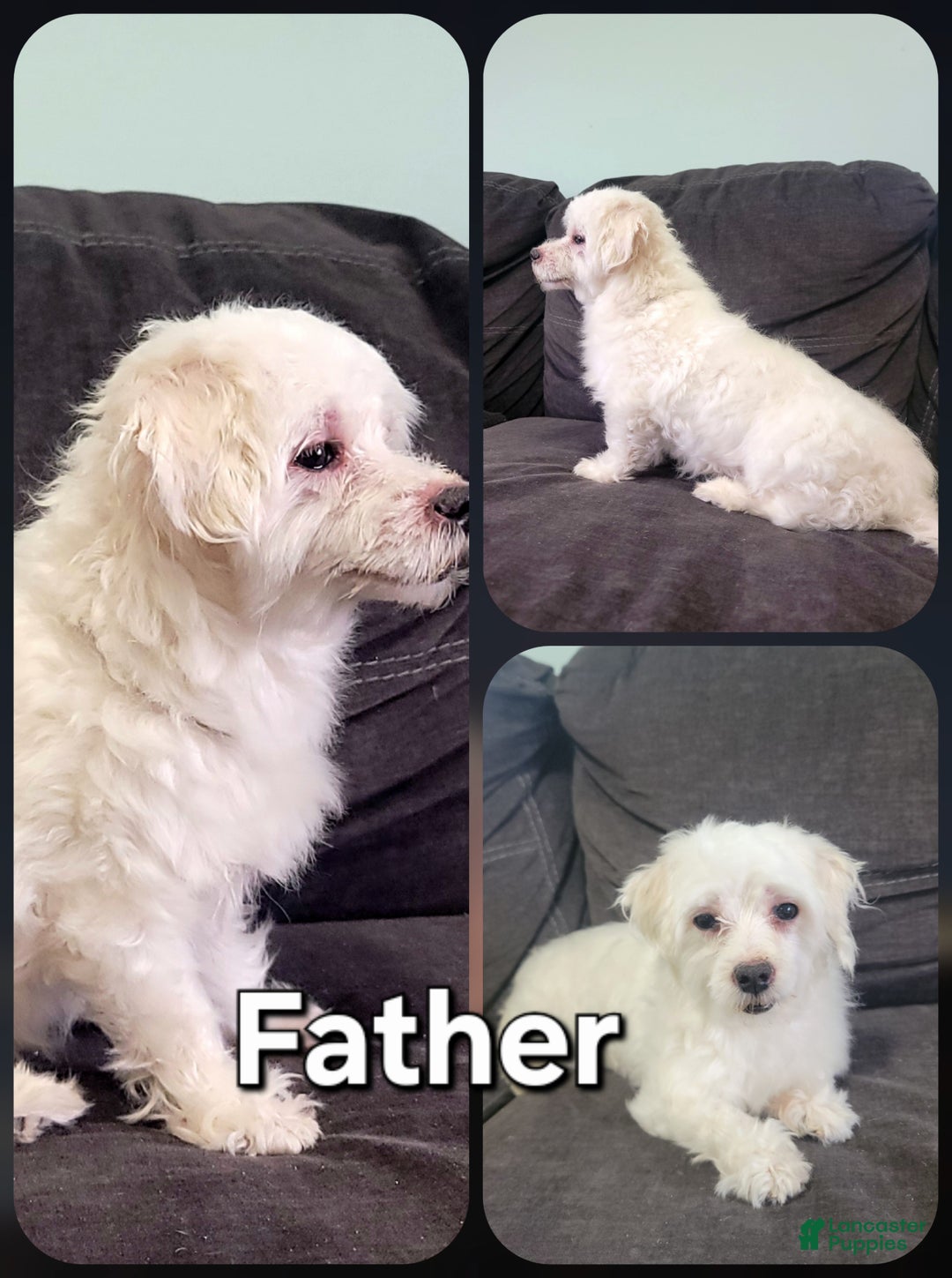 Maltipoo dogs for sale: April - Ad 16