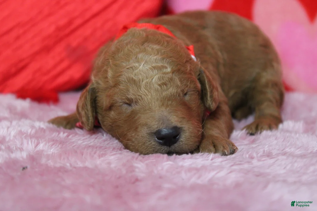 Goldendoodle dogs for sale: Fanta  - Ad 4