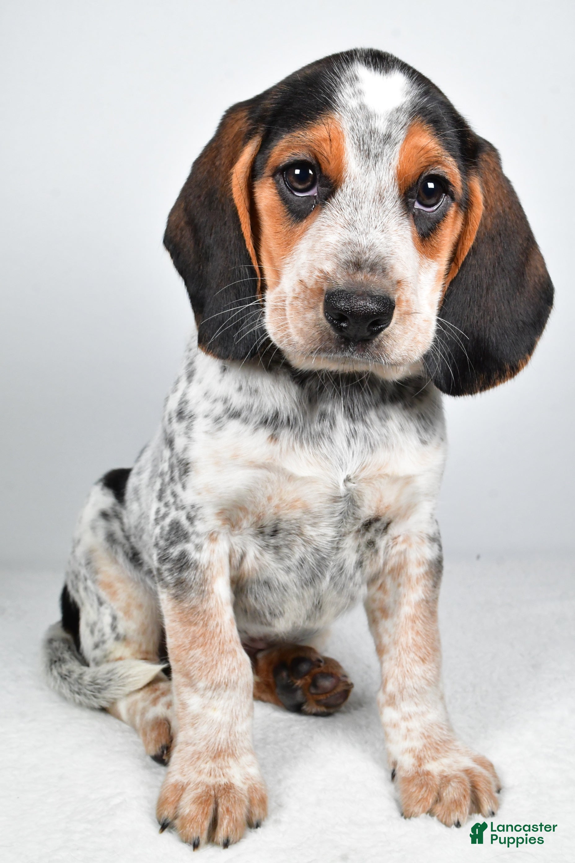 Puppies for sale under $500 Lancaster Puppies