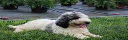 Standard Poodle dogs for sale: Buddy - Ad 8
