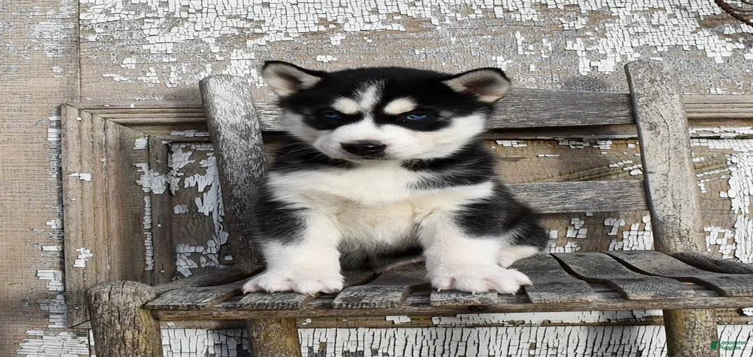 Gallery Image {{count}}