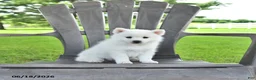 Pomsky dogs for sale: Ava  - Ad 3