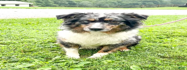 Maggie