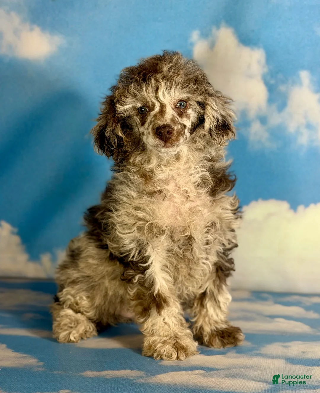 Miniature Poodle dogs for sale: ACA Bruno  - Ad 1