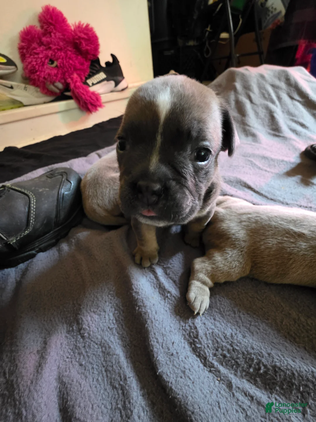 American Bully dogs for sale: American Bully 4 - Ad 1