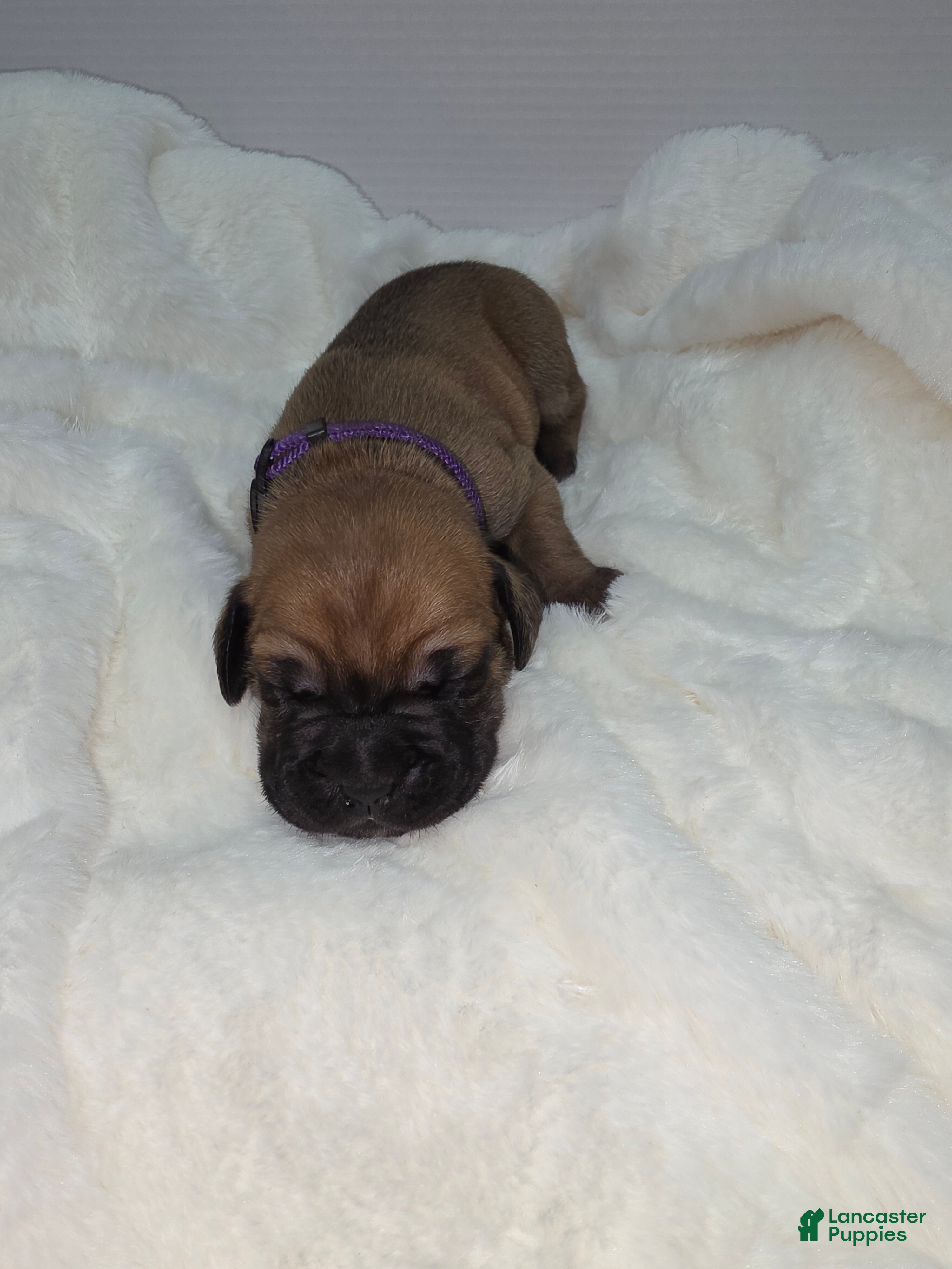 Cane Corso dogs Cane Corso Puppy 6 - Ad 14