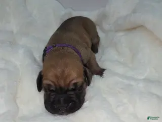Cane Corso dogs Cane Corso Puppy 6 - Ad 14