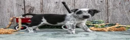 Mixed Breed dogs for sale: Sage - Ad 3