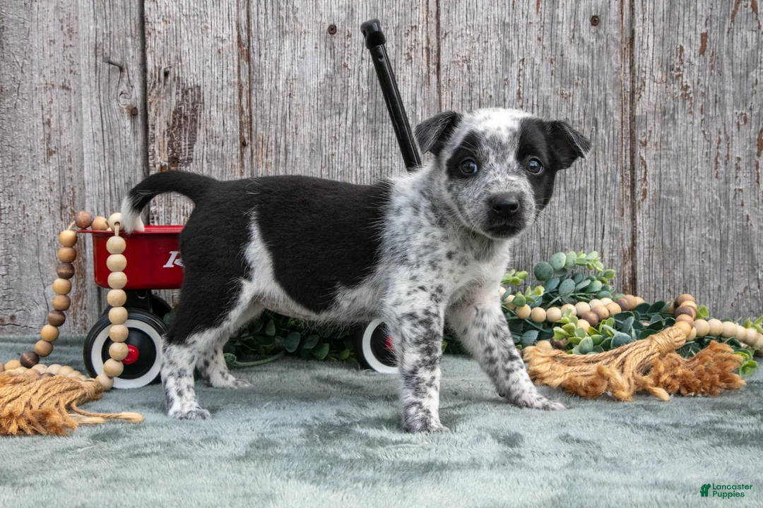 Mixed Breed dogs for sale: Sage - Ad 3