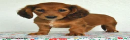 Miniature Dachshund dogs for sale: Kylie - Ad 4