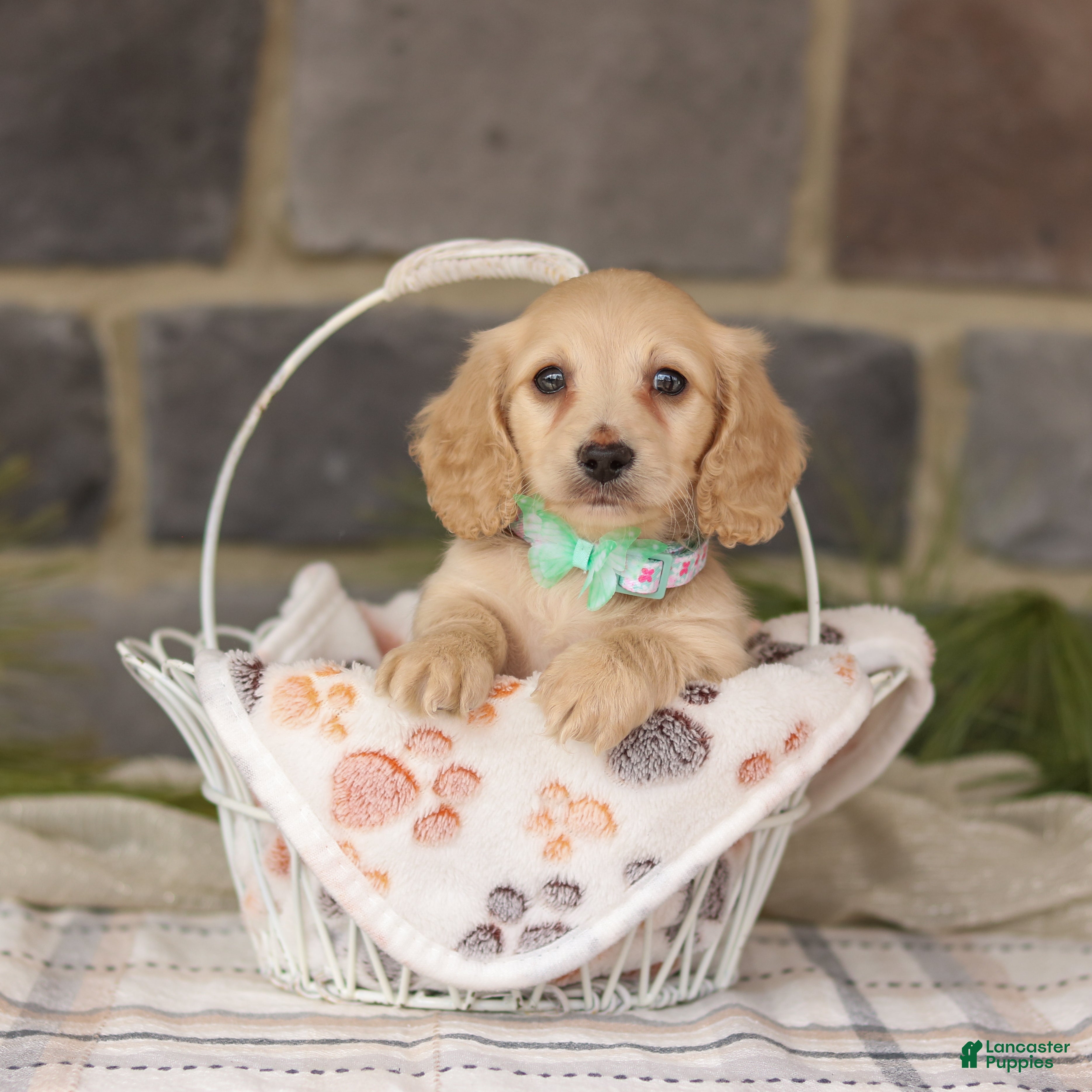 Miniature Dachshund dogs Blondie - Ad 1