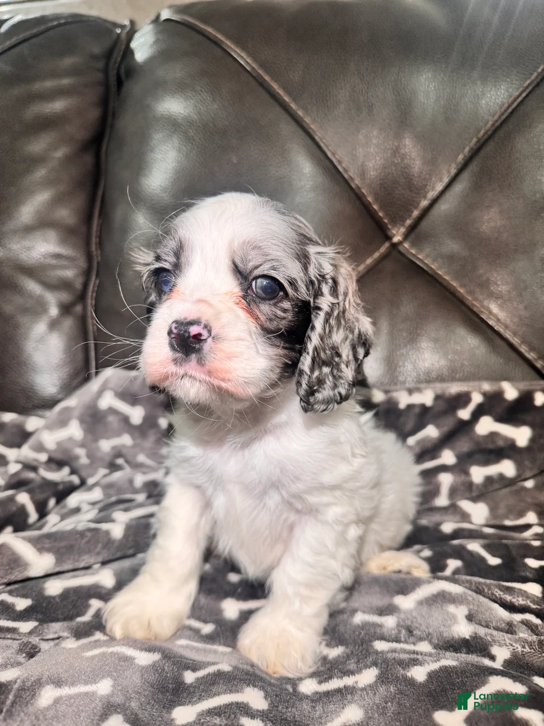 Cocker Spaniel dogs for sale: Taco - Ad 2