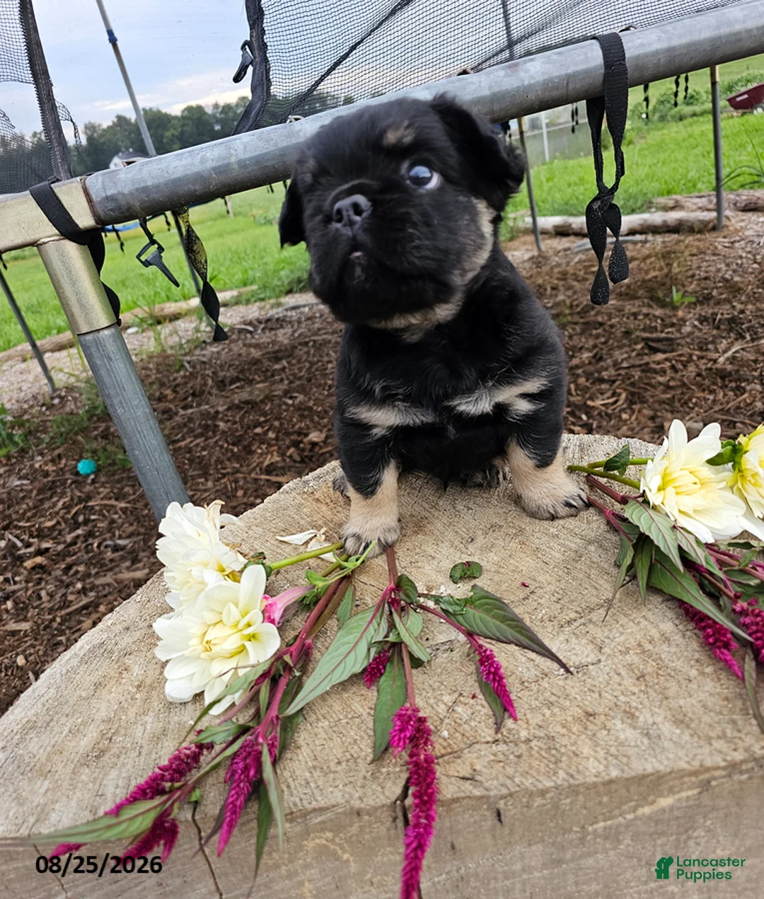 French Bulldog dogs for sale: Jerry - Ad 3