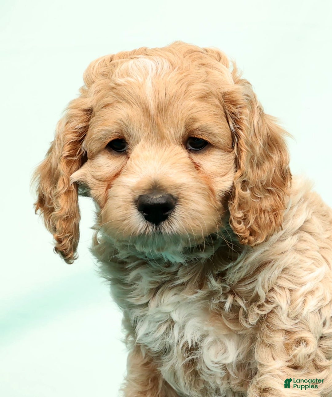 Cockapoo dogs for sale: Nick - Ad 9