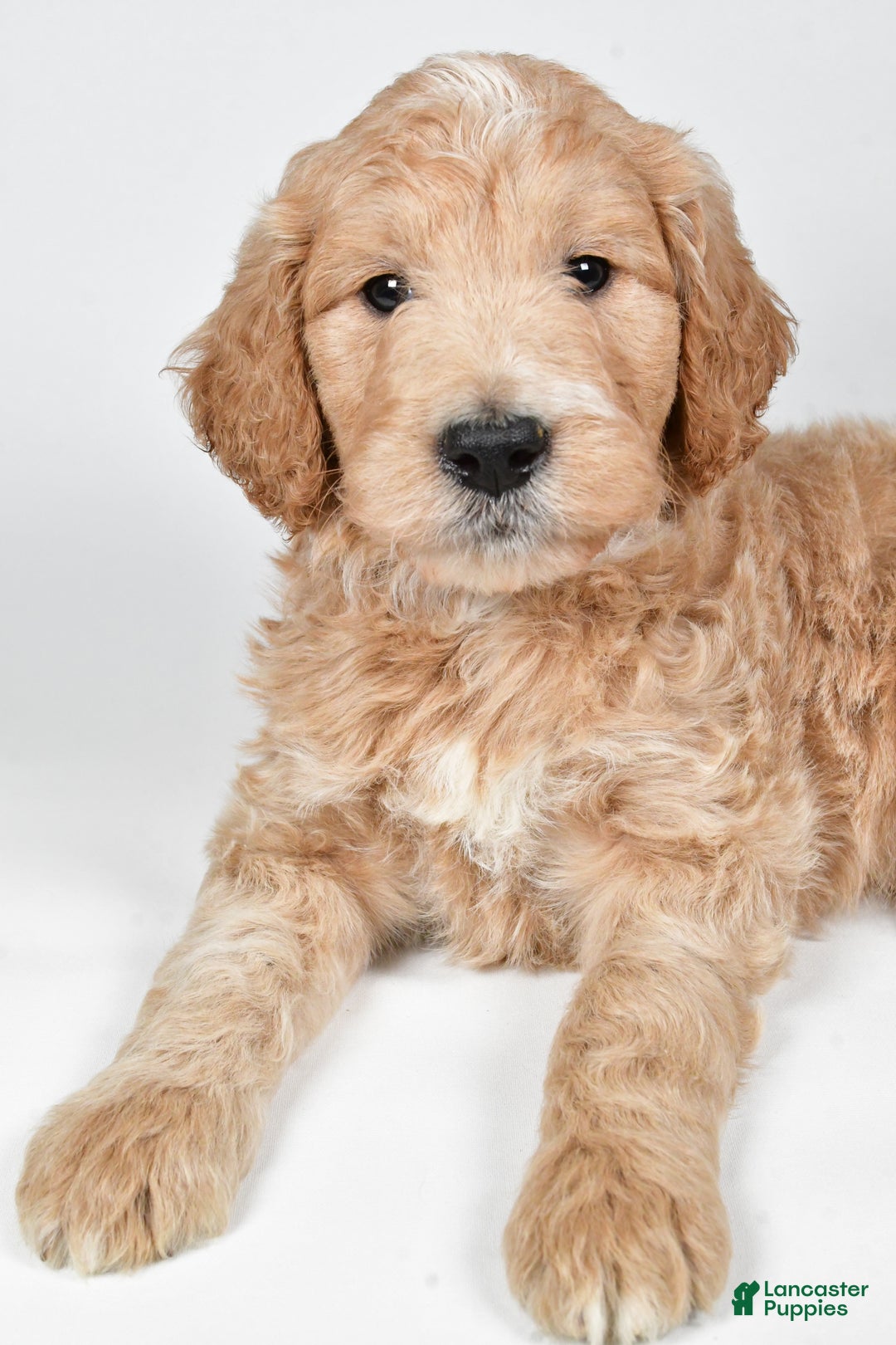 Labradoodle dogs for sale: Newton - Ad 8