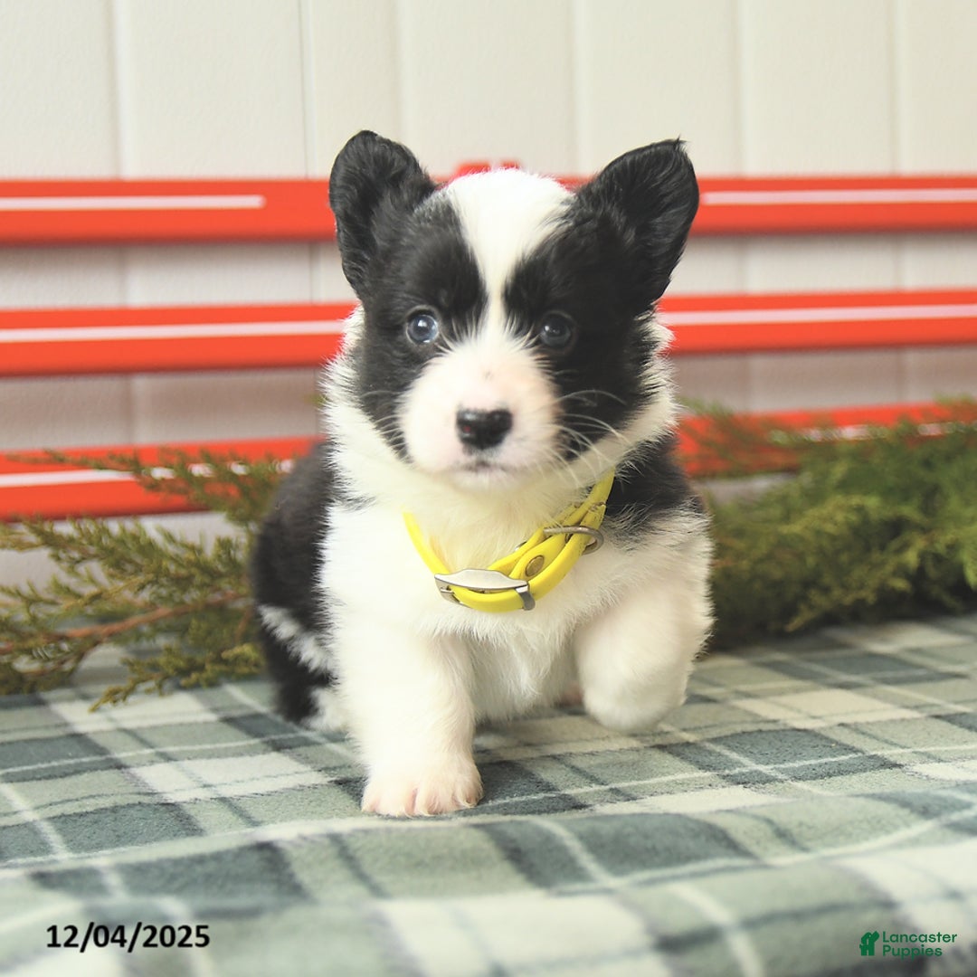 Welsh Corgi Pembroke dogs for sale: Flurry - Ad 4