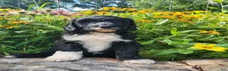 Mini Sheepadoodle dogs for sale: Rover - Ad 3
