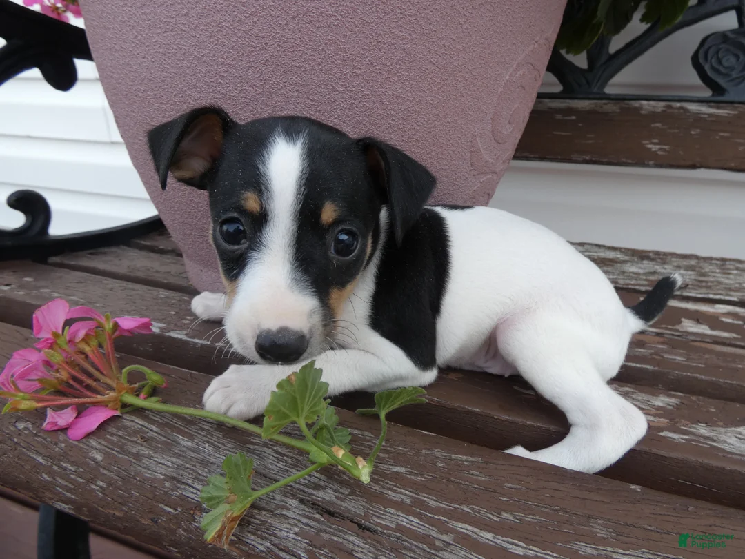 Toy Fox Terrier dogs for sale: Toy Fox Terrier 3 Jackson  - Ad 2