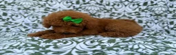 Miniature Poodle dogs for sale: Cali - Ad 6