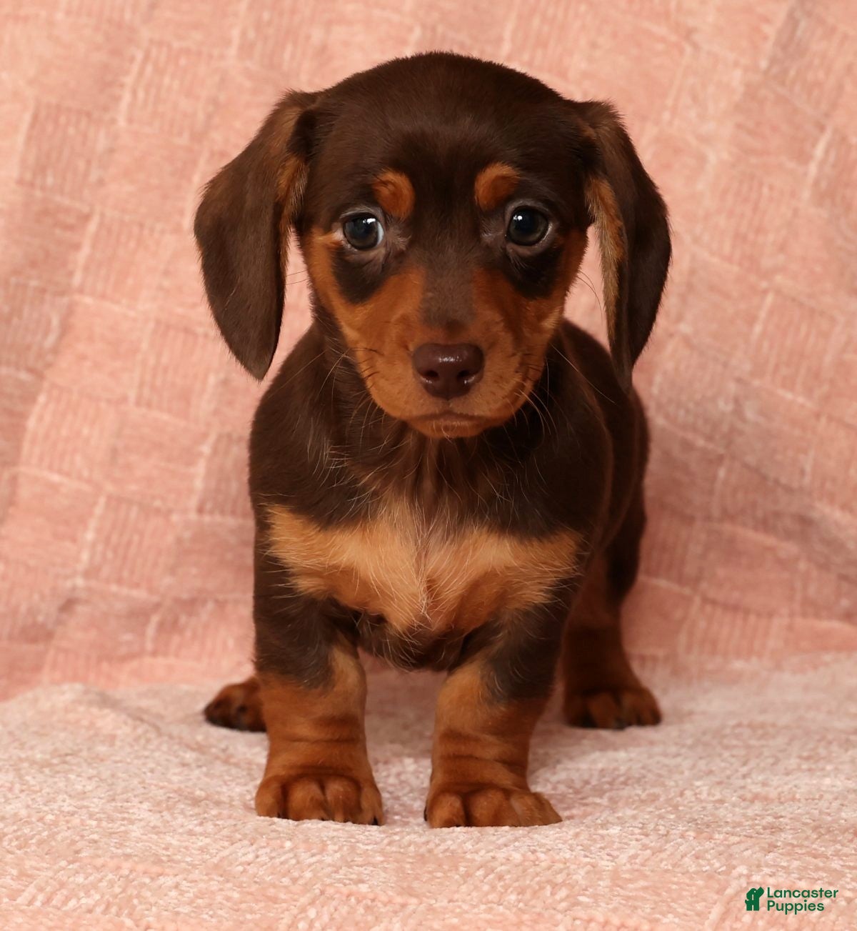 Miniature Dachshund dogs Remi - Ad 14