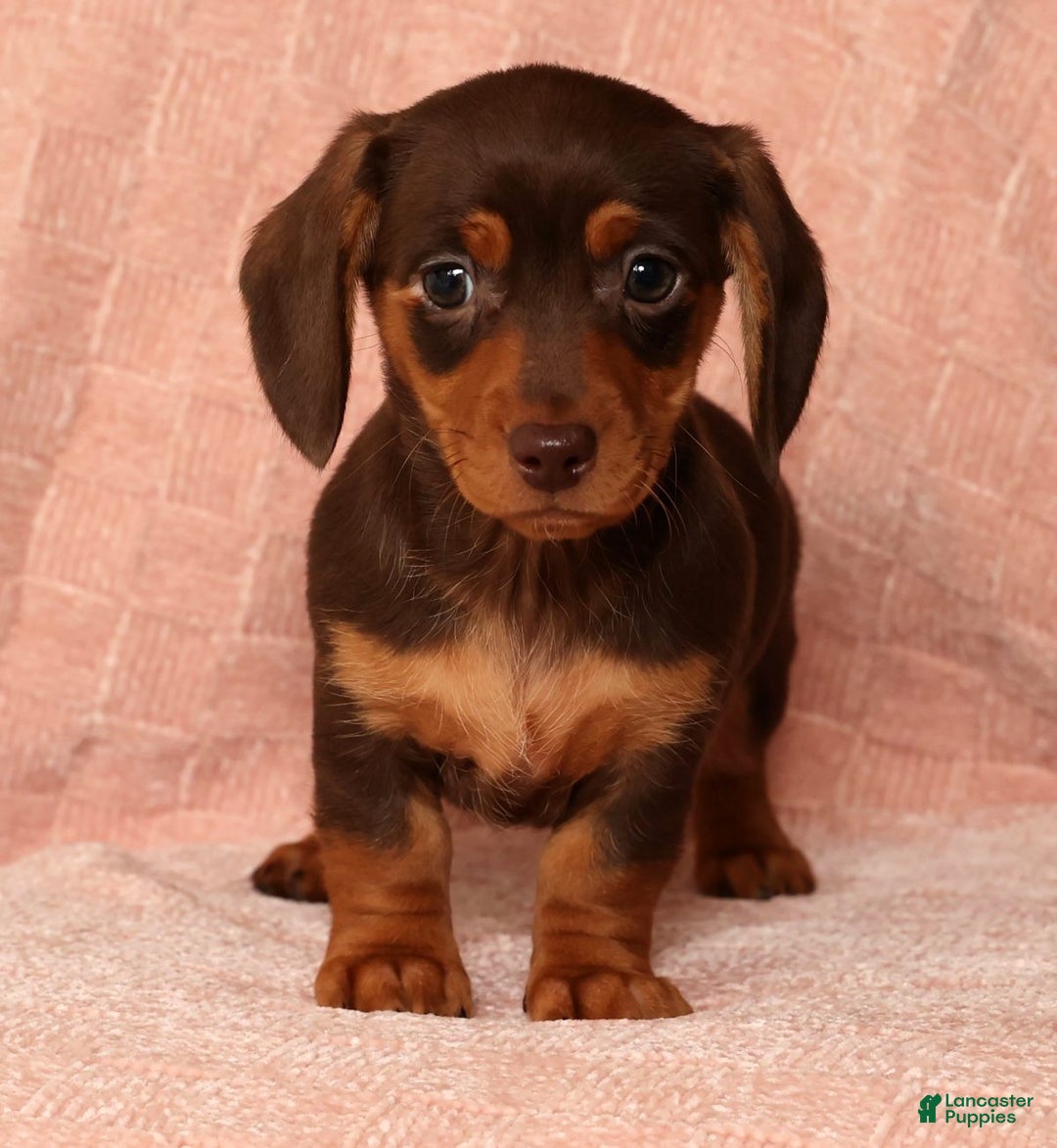 Miniature Dachshund dogs for sale: Remi - Ad 1