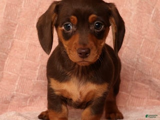 Miniature Dachshund dogs Remi - Ad 23