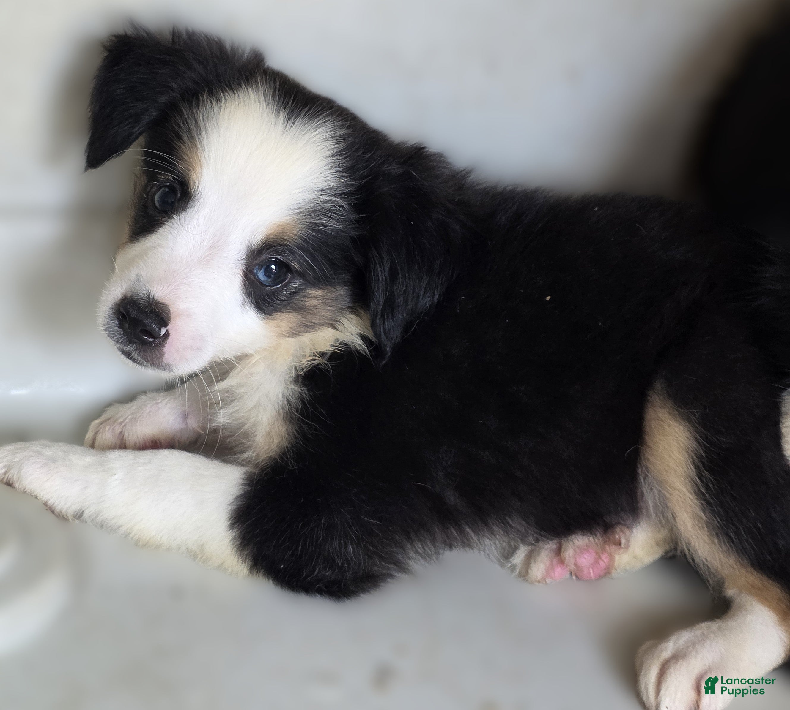 Australian Shepherd dogs Australian Shepherd 1 Berny - Ad 39