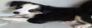 Australian Shepherd 1 Berny