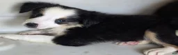 Australian Shepherd dogs for sale: Australian Shepherd 1 Berny - Ad 1