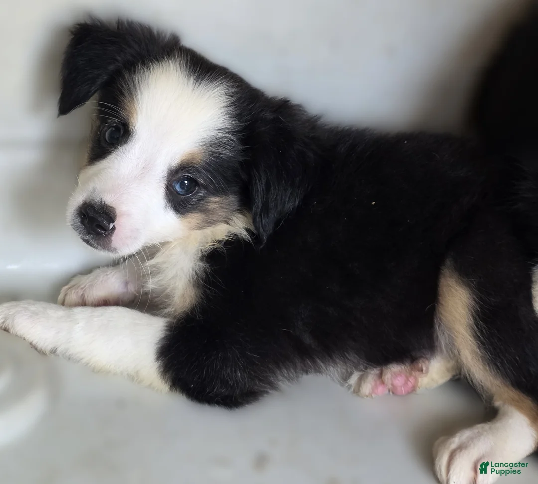 Australian Shepherd dogs for sale: Australian Shepherd 1 Berny - Ad 1