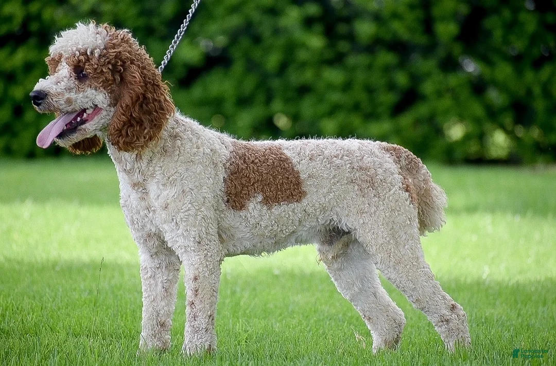 Aussiedoodle dogs for sale: Sage - Ad 3
