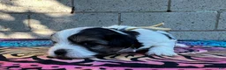 Yorkiepoo dogs for sale: Charlie  - Ad 4