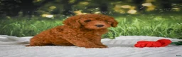 Mini Goldendoodle dogs for sale: Chase - Ad 3