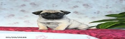 Pug dogs for sale: Tucker - Ad 2