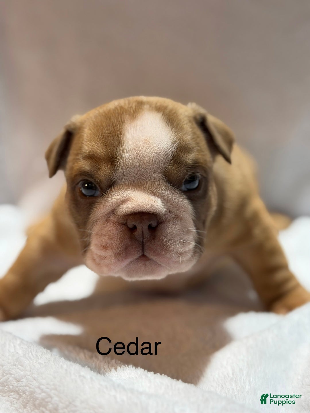 English Bulldog dogs for sale: English Bulldog Puppy 2 - Ad 3